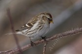 carduelis_flammea_flammea_j.jpg